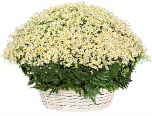 Цветочная композиция из Ромашки в корзине #REPLACE_PRED# Амазаре